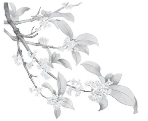 星星桂花