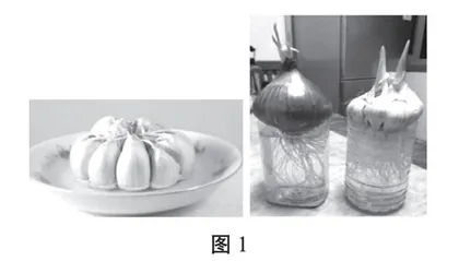 提高低年级科学教学有效性的实践与思考