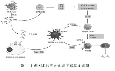 一线教师视角下高中生物学原创试题命制的过程及实践反思  