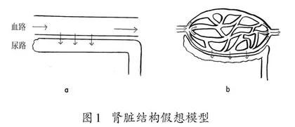 建构生物学模型，凸显结构与功能观 