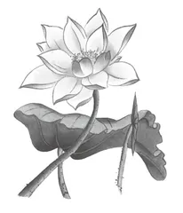 语文讲台的守望者