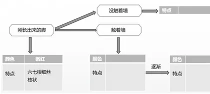 连续观察知变化 准确表达明学问5
