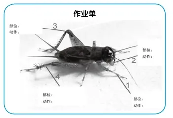 连续观察知变化 准确表达明学问6