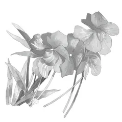 用图画开启学生的写作智慧