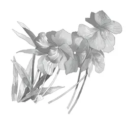 神态描写教学路径探究2