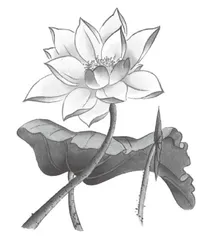 转变识字教学方式，培育积极学科情感