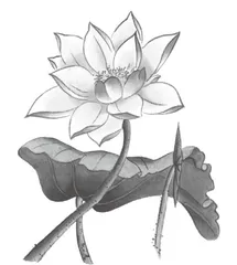 《夏天里的成长》第一课时教学实录1