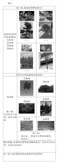 破解小学语文情境化教学现实矛盾的实践探索