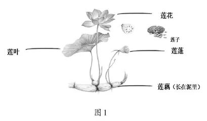 严守语文本位 找准学习关键