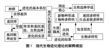 中学生物学模型构建教学的应然分析与实践意义