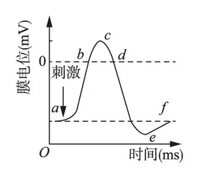 有关静息电位和动作电位教学的几点思考