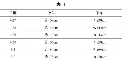 竹文化项目读、行综合教学案例
