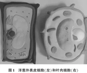 模型建构在生物教学中的应用探究