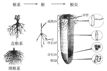 初中科学实验中学生观察能力培养策略探究