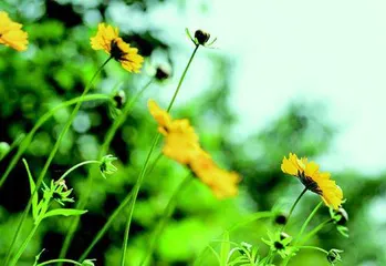 “打蔫花儿”向阳开