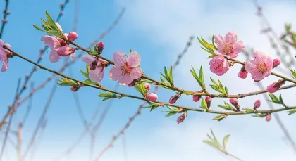 静待花开