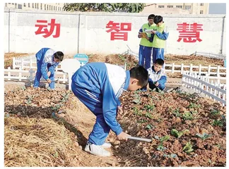 阳光劳动 智慧成长