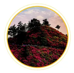 没有一朵花开轻而易举0