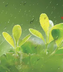 春雨