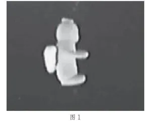闪闪发光的“泥”