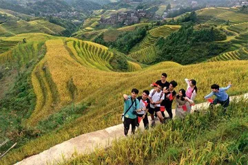 广西龙胜:水稻“风景线” 梯田“金饭碗”