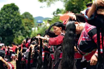 广西龙胜:水稻“风景线” 梯田“金饭碗”