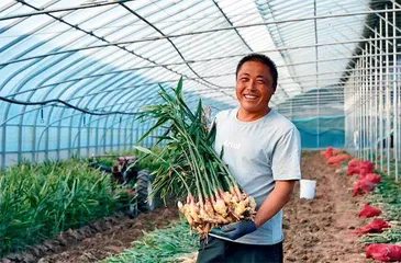 山东安丘:让高质量农业落地生根