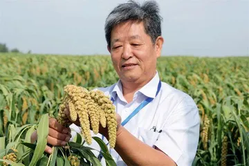 三十二连山 梯田美如画