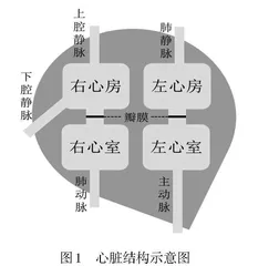积极开展实践活动发展结构与功能观