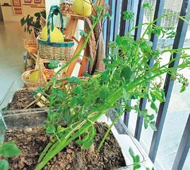 土豆苗为什么长歪了