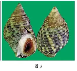 有趣的海螺（中班）