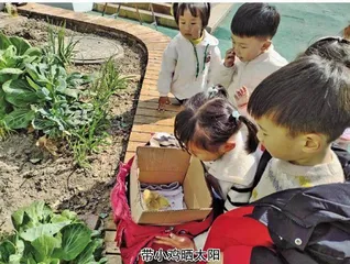 小鸡意外死亡后