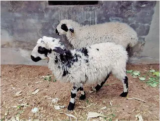 小羊洗澡吗