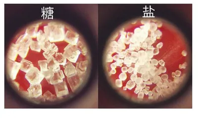 放大的世界（大班）