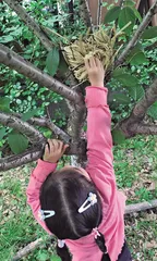 观鸟记
