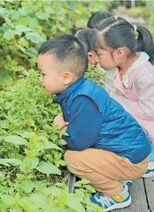 薄荷·留味（大班）