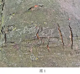 当孩子说发现了恐龙牙齿时