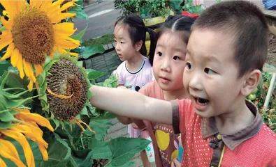 幼儿园的种植
