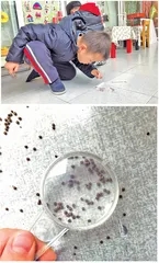 乌龟成长记