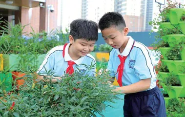 校园“魔方农场”：攥紧种子芯赓续禾下梦