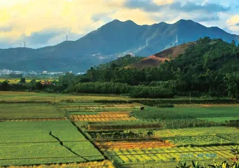 寻找“乡村大先生”