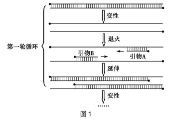 基因工程中PCR技术常考知识点的归纳与拓展