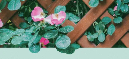 小小蔷薇花铺就课程“特色路”