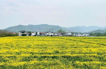 浙江安吉:点“绿”成金,因地制宜做强县域经济3