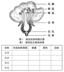 深度学习理念下提高初中生物学教学有效性的策略研究