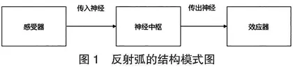 科学思维视域下开展生物学概念模型教学的研究