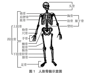 初中生物实践性作业的设计策略 
