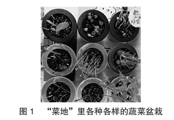 幼儿园开展家庭厨房劳动的策略探讨