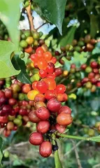 走!到山里喝咖啡1