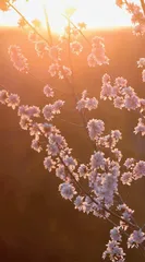 舌尖上的春天15